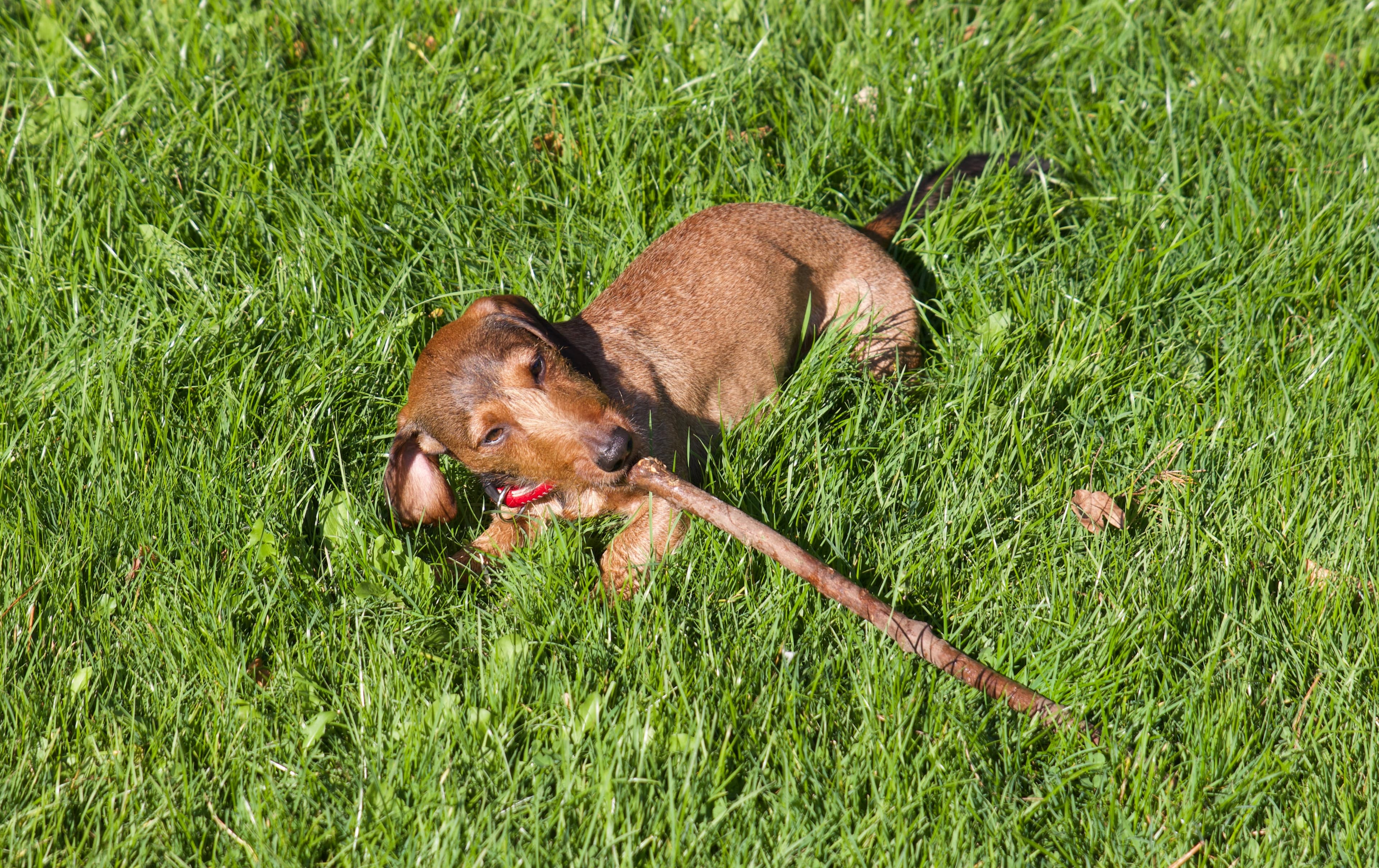 Keine öffentlichen Hundeweisen in Raeren