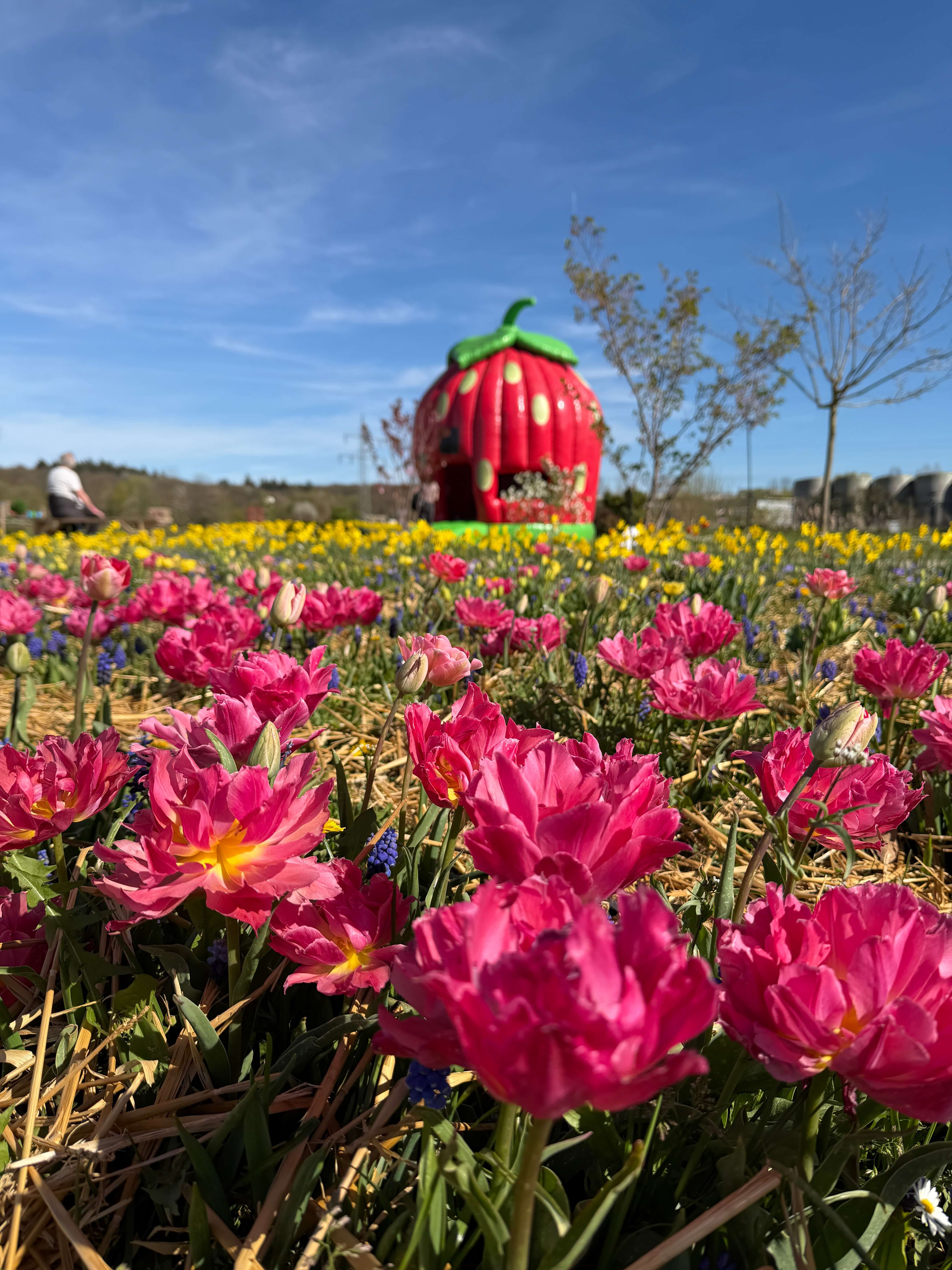 🌷 Tulpenblüte auf dem Krewelshof Eifel 🌷