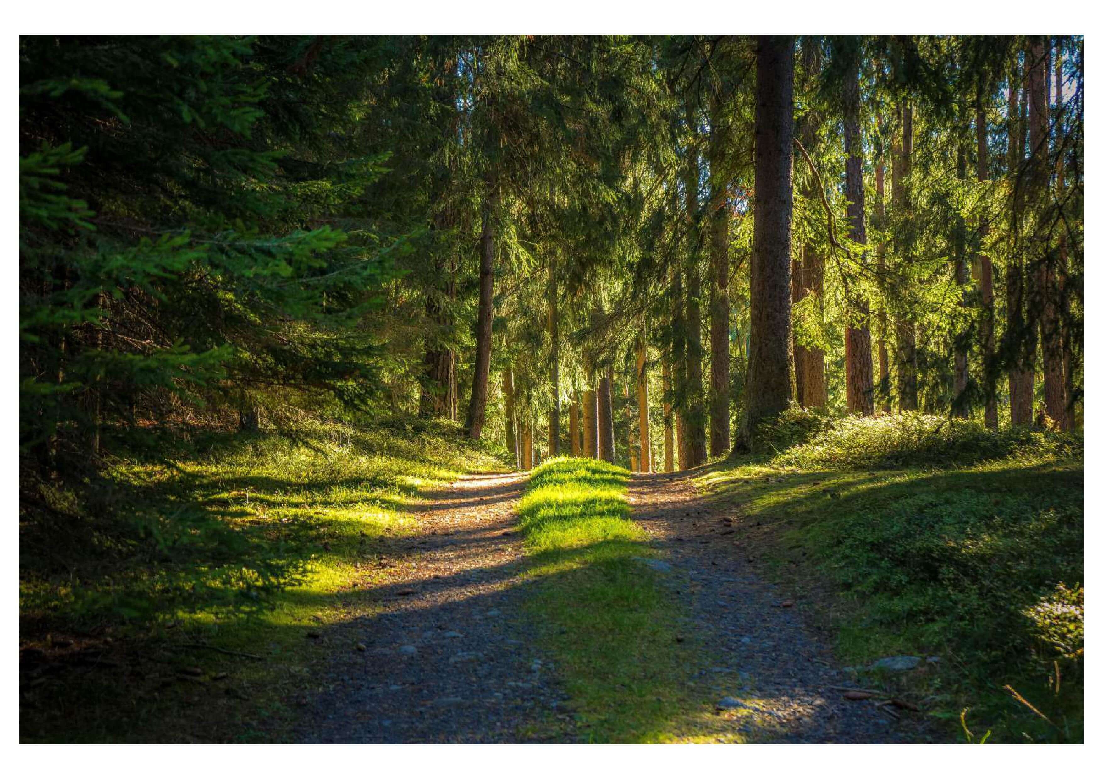 Waldbewirtschaftung passt sich an