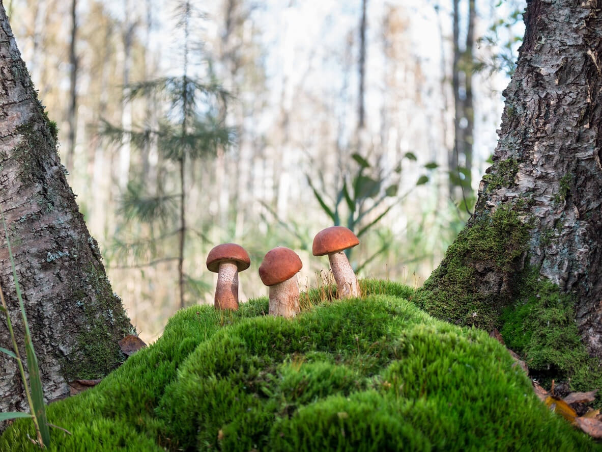 Neue Stege für den Totenbruch