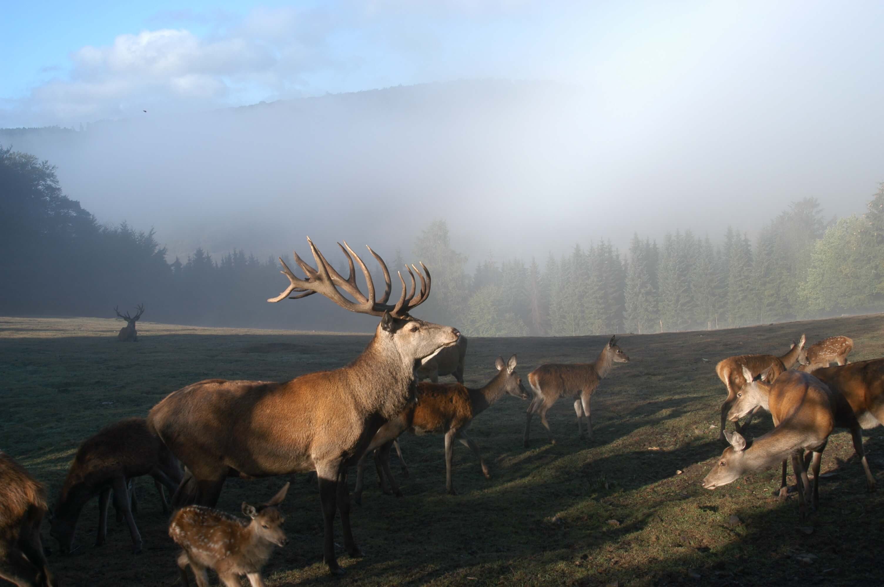 Rotwildzählung hat begonnen