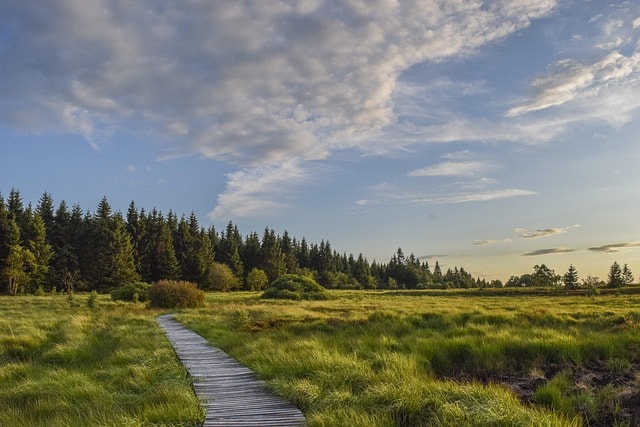 Nationalpark Eifel beteiligt sich an Naturstudie