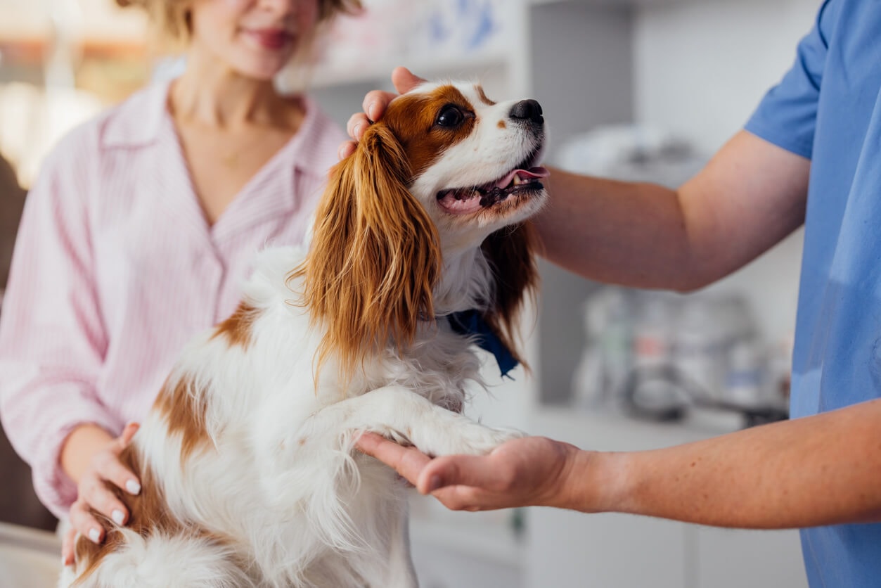 Diskussion um Schulhunde in der DG