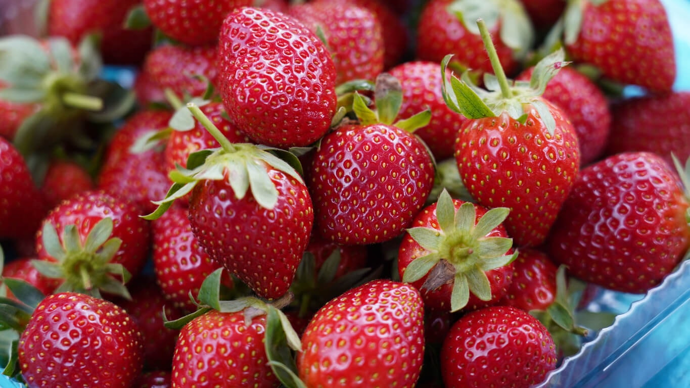 Morgen startet die Erdbeersaison