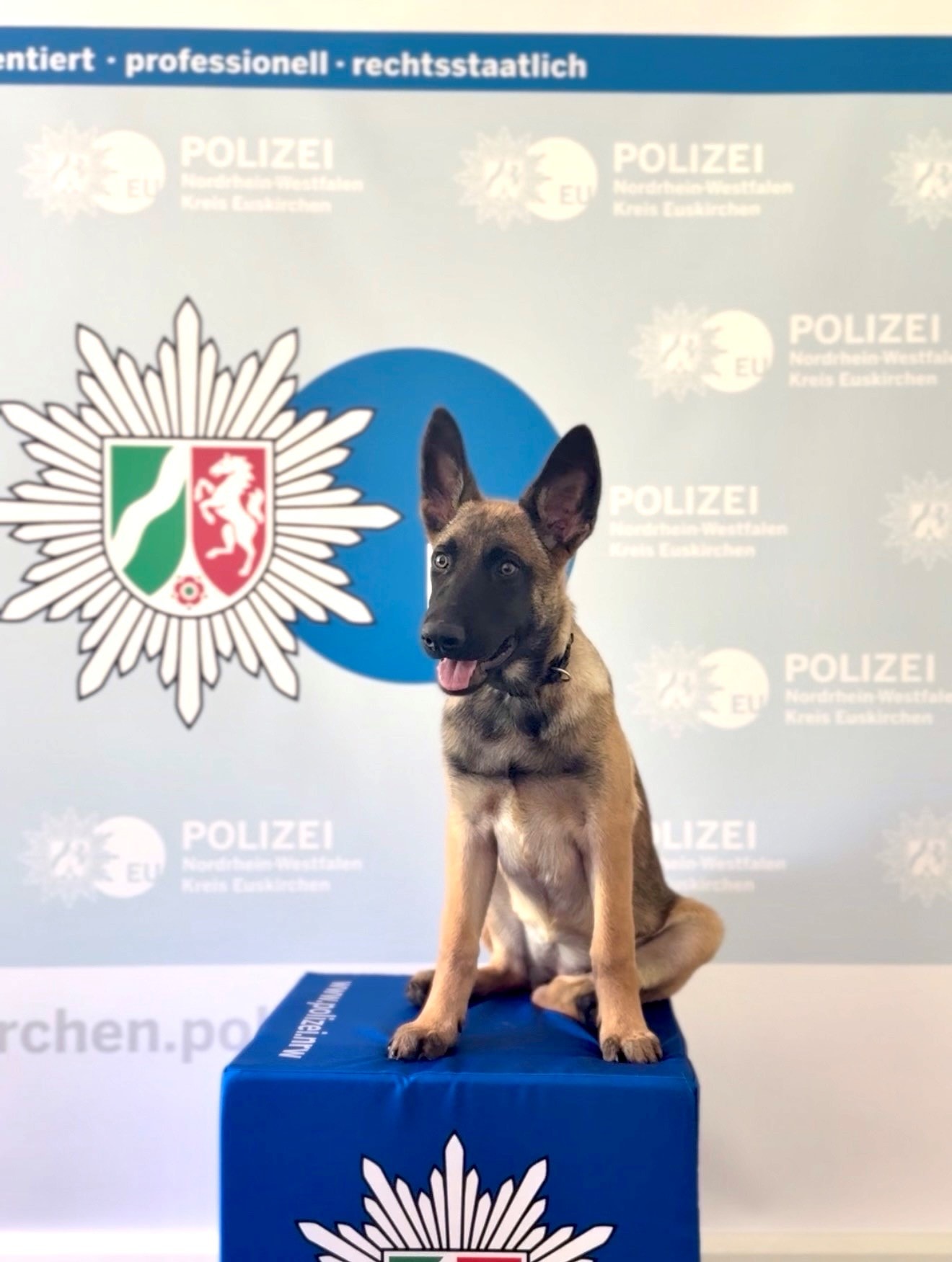 Schnüffler auf vier Pfoten