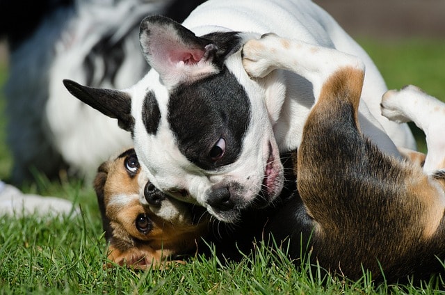 Teile der Würselener Hundewiese gesperrt