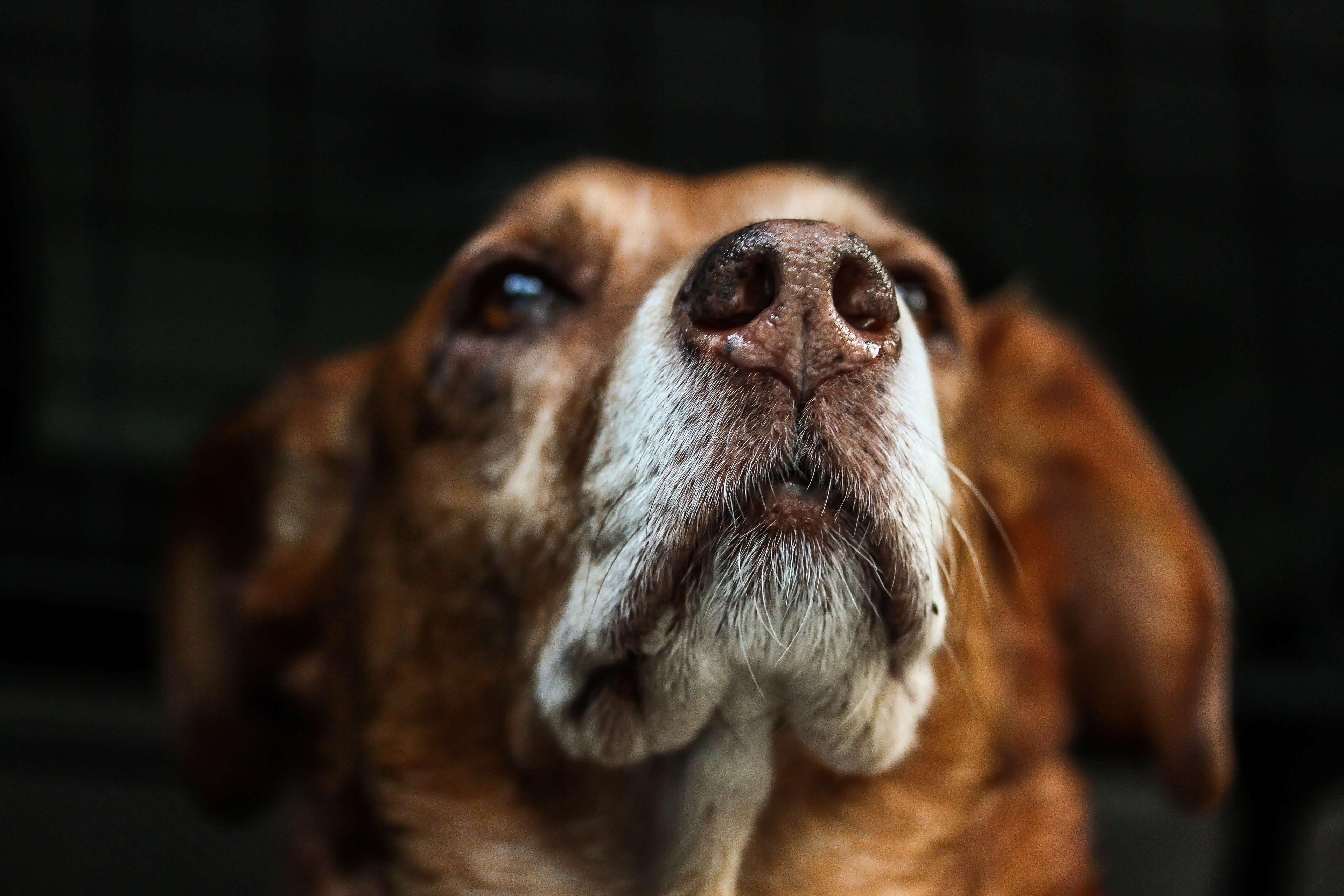 Hunde müssen angemeldet werden