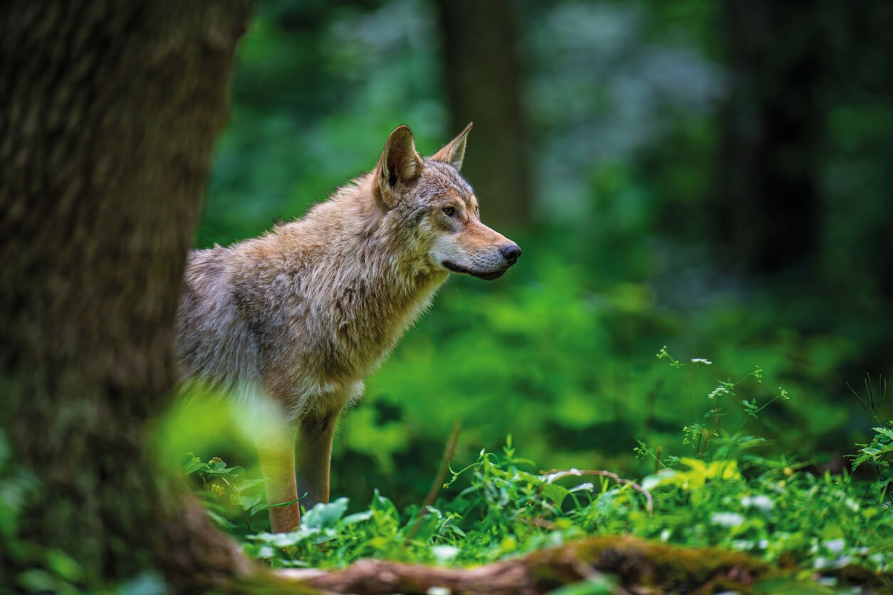 Wolfsnachwuchs in der Region