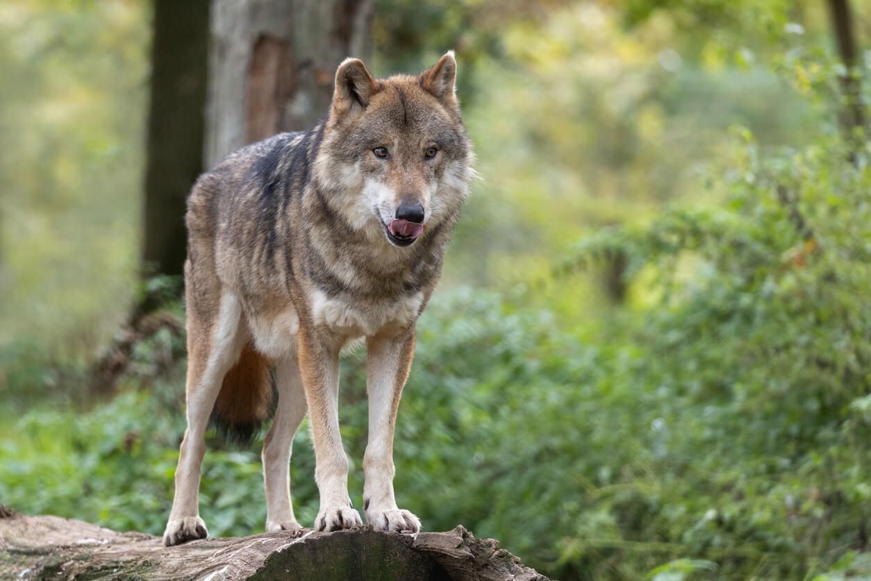 Schafhalter beklagt immer neue Wolfsrisse