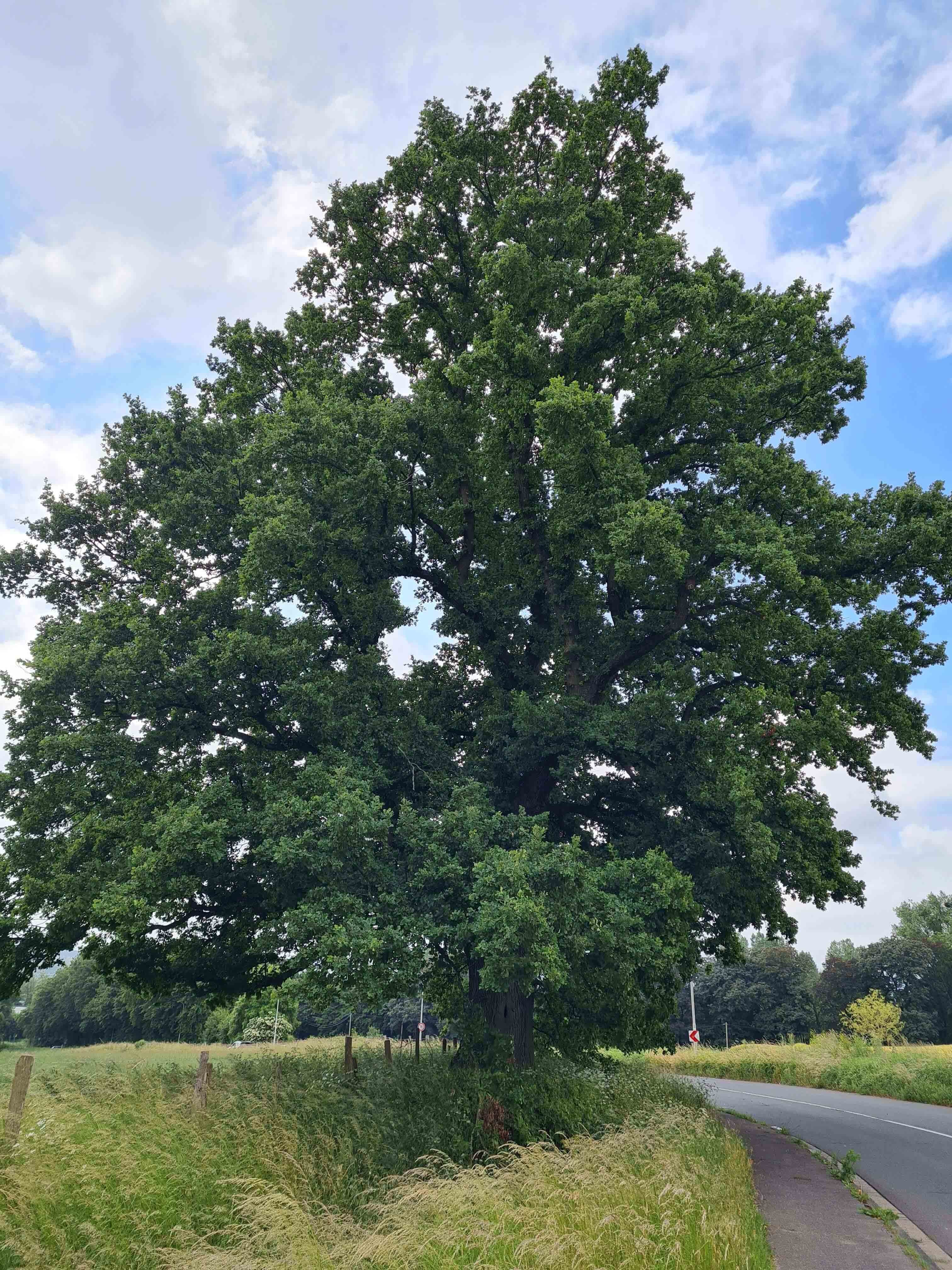 Überprüfung der Naturdenkmäler