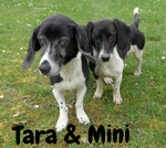 Tara und Mini